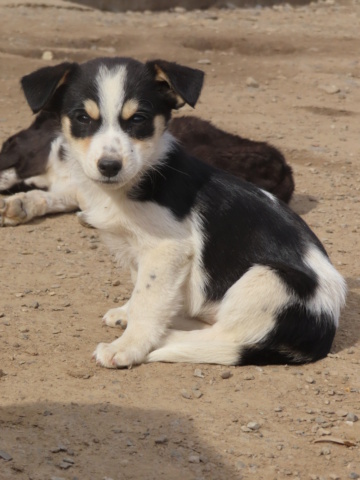 LOAFY (ex PIAA) - chiot femelle, de petite taille à l'âge adulte - née environ en juillet 2023 - REMEMBER ME LAND - Adoptée par Nayana (92) / de retour à l’adoption  - RÉSERVÉE ADOPTION PAR Stéphanie (77)  Piaa_120