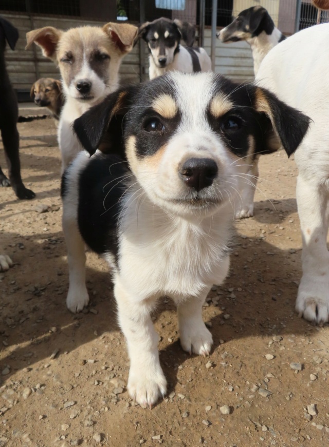 LOAFY (ex PIAA) - chiot femelle, de petite taille à l'âge adulte - née environ en juillet 2023 - REMEMBER ME LAND - Adoptée par Nayana (92) / de retour à l’adoption  - RÉSERVÉE ADOPTION PAR Stéphanie (77)  Piaa_911