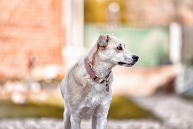 POMME (ex TATIANA) - chiot femelle, taille moyenne à l'âge adulte - Née environ en août 2019 - REMEMBER ME LAND - Adoptée par Axelle (76)  Pomme110