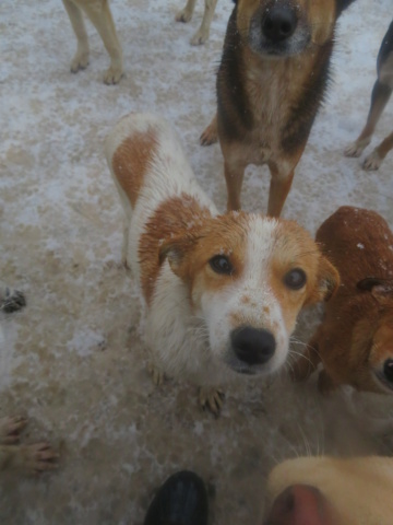 LUNA (ex POUPETTE) - chiot femelle, de petite taille à l'âge adulte - née environ en avril 2022 - REMEMBER ME LAND - Adoptée par Marine (69)  Poupet15