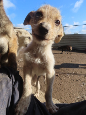 THALIE (ex POUPETTE) - chiot femelle, de petite taille à l'âge adulte - née environ en juillet 2023 - REMEMBER ME LAND - en fa chez Gaëlle (88) - adoptée par Dorine (59) Poupet41