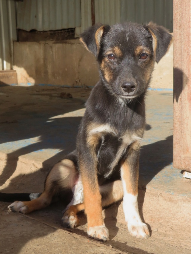 INDIANA (ex POUSSETTE) - chiot femelle, de taille petite à moyenne à l'âge adulte - née environ en juillet 2023 - REMEMBER ME LAND - Adoptée par Sylvie (67) Pousse16