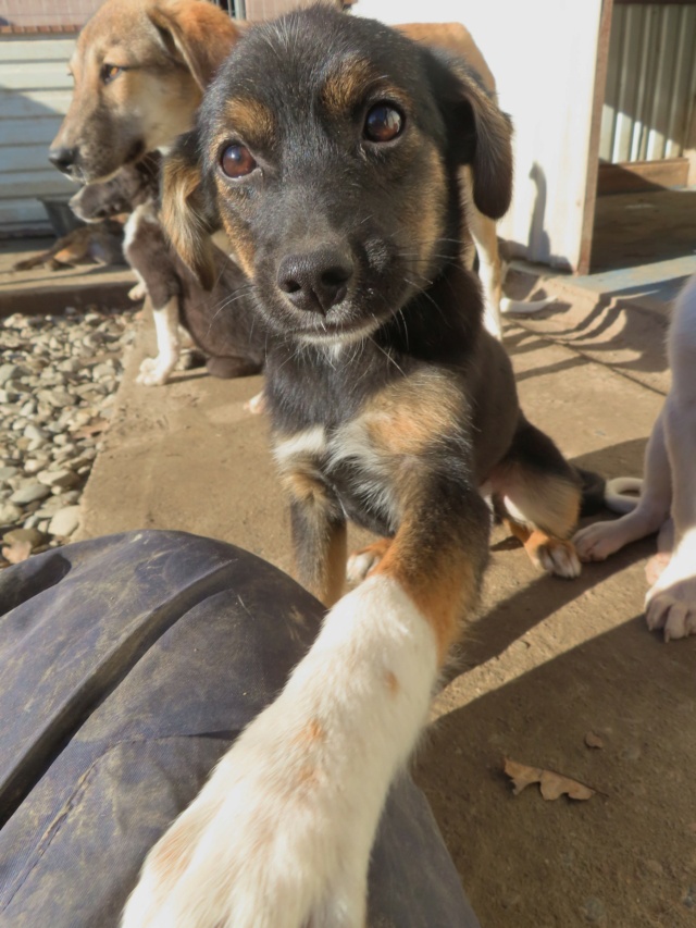 INDIANA (ex POUSSETTE) - chiot femelle, de taille petite à moyenne à l'âge adulte - née environ en juillet 2023 - REMEMBER ME LAND - Adoptée par Sylvie (67) Pousse22