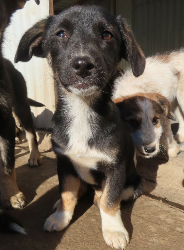 MILA (ex POUSSY) - chiot femelle, de taille petite à moyenne à l'âge adulte - née environ en juillet 2023 - REMEMBER ME LAND - Adoptée par Guillaume (92) Poussy12