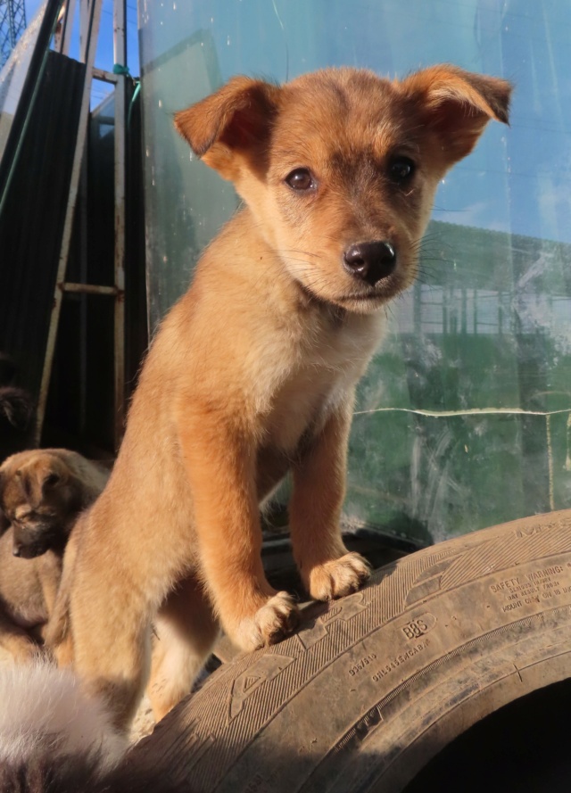 PRISKA - chiot femelle, de petite taille à l'âge adulte - née environ en septembre 2023 - (Centre RM Pascani en Roumanie) - Adoptée par Maeva (06)  Priska12