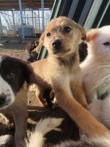 PRISKA - chiot femelle, de petite taille à l'âge adulte - née environ en septembre 2023 - (Centre RM Pascani en Roumanie) - Adoptée par Maeva (06)  Priska16