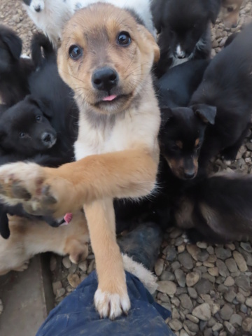 PRISKA - chiot femelle, de petite taille à l'âge adulte - née environ en septembre 2023 - (Centre RM Pascani en Roumanie) - Adoptée par Maeva (06)  Priska22