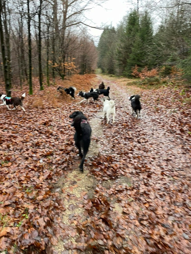 MILKA (ex OURSINE) - femelle, de taille moyenne à grande , née environ en mai 2020 - REMEMBER ME LAND - Adoptée par Marie et William (6600 - Belgique)  Recei243