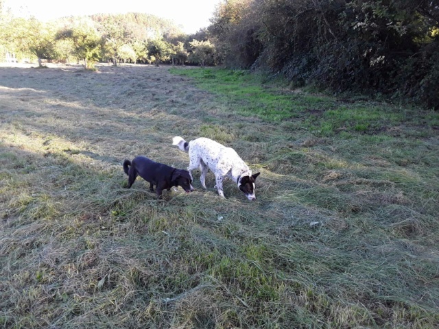 HAPPY (ex DJALIE) - femelle, de taille moyenne - née en environ en septembre 2016 - REMEMBER ME LAND - Adoptée par Catherine (5640 - Belgique)  Recei273