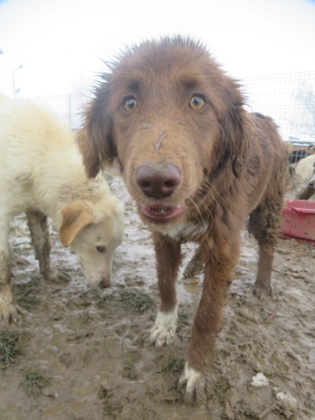 MIRAGE (ex RÉMINISCENCE) - chiot femelle, de taille moyenne à l'âge adulte - née environ en avril 2022 - (Centre RM Pascani en Roumanie) - Adoptée par Noah (01)  Remini24