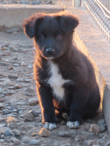 NINA (ex RENELLE) - chiot femelle, de petite taille à l'âge adulte - née environ en septembre 2023 - (Centre RM Pascani en Roumanie) - en FA chez Clotilde (94) - Adoptée par Pascal (06)  Renell13