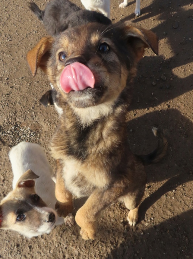 ROBIN (ex RISHKA) - chiot femelle, de taille moyenne à l'âge adulte - née environ en juillet 2023 - REMEMBER ME LAND - Adoptée par Axel et Caroline (91) Rishka13