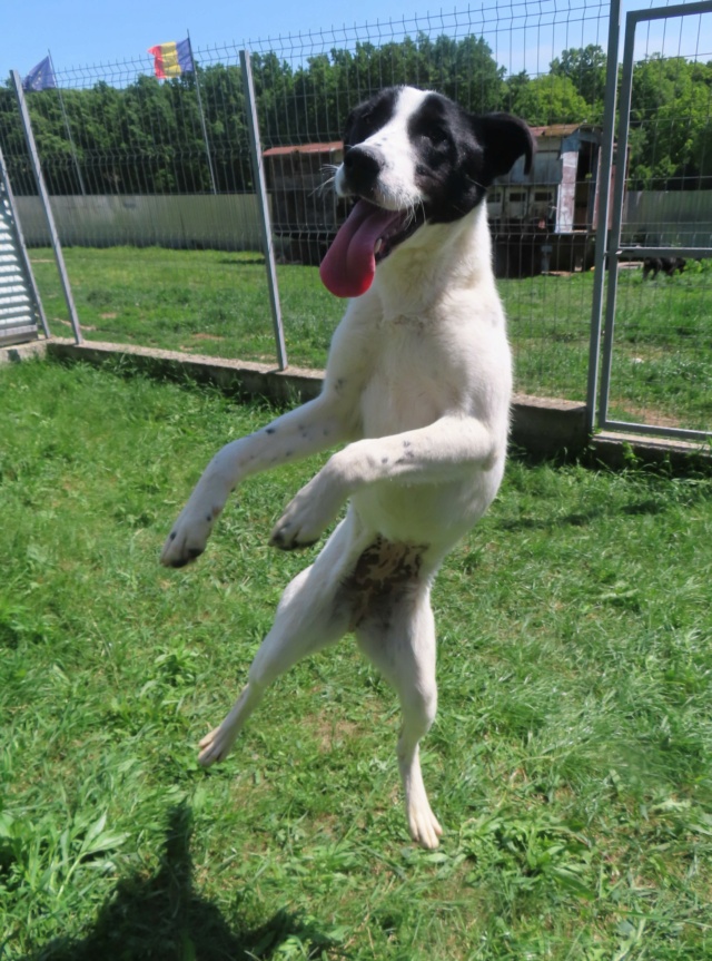 ROLLY - femelle, typée croisée border collie, de taille moyenne - née environ en avril 2023 - REMEMBER ME LAND Rolly_21