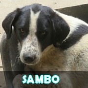 Association Remember Me France : sauver et adopter un chien roumain Sambo13