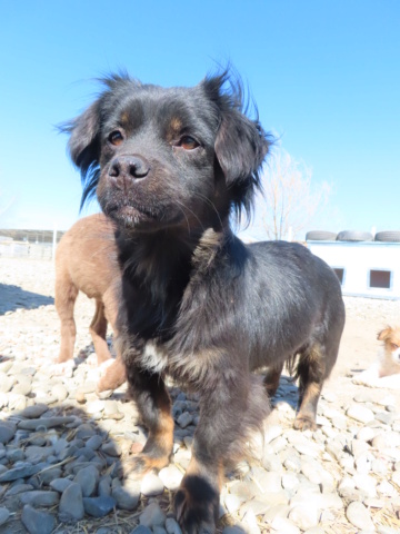 TINA (ex SAPHIRA) - femelle, de petite taille - née environ en février 2021 - REMEMBER ME LAND - adoptée par Fabienne (depart67) Saphir14