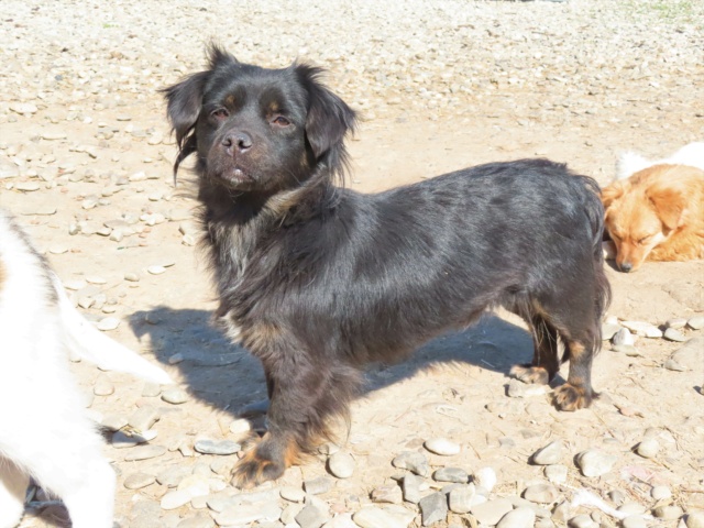 TINA (ex SAPHIRA) - femelle, de petite taille - née environ en février 2021 - REMEMBER ME LAND - adoptée par Fabienne (depart67) Saphir21