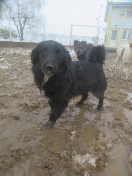 ASTRA (ex SERENADE) - chiot femelle, de taille petite à moyenne à l'âge adulte - née environ en avril 2022 - (Centre RM Pascani en Roumanie) - en FA chez Mathilde (89) - Adoptée par Mathilde et Martin (34) Serena11