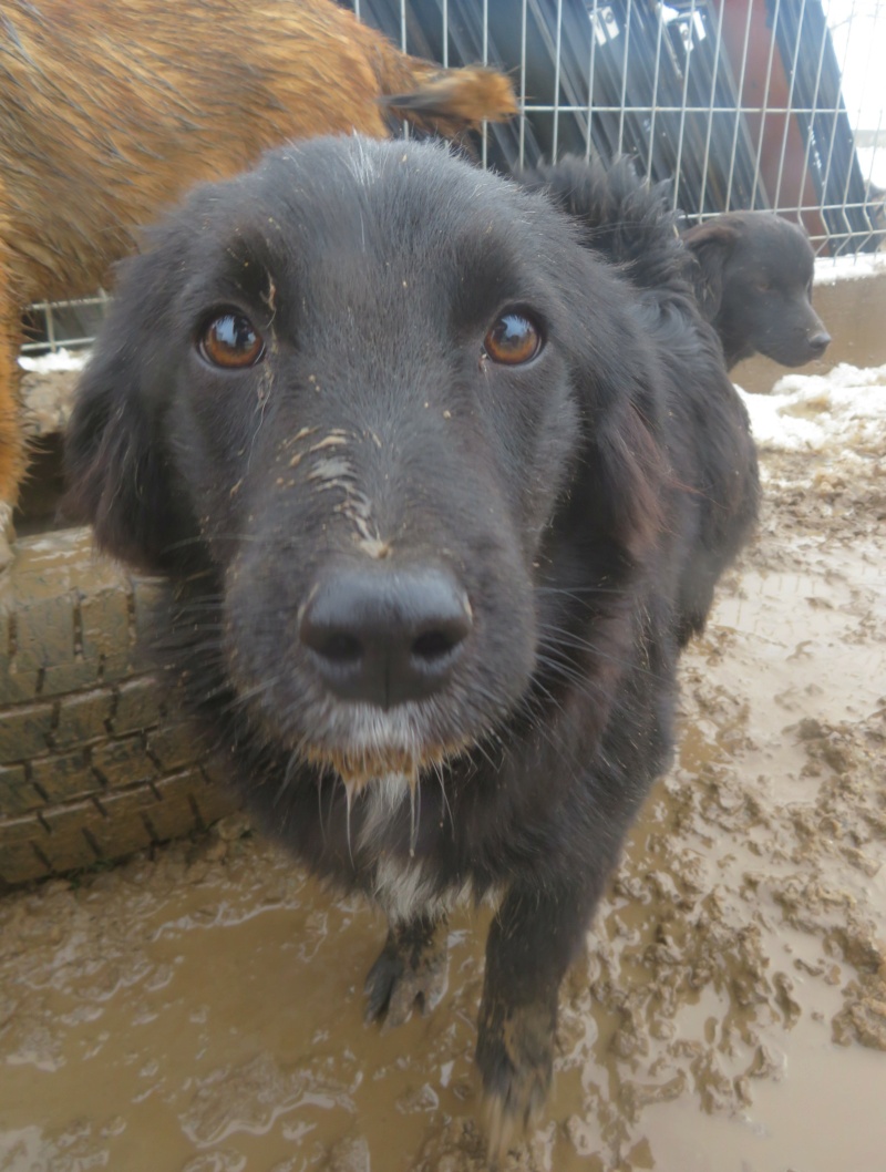 ASTRA (ex SERENADE) - chiot femelle, de taille petite à moyenne à l'âge adulte - née environ en avril 2022 - (Centre RM Pascani en Roumanie) - en FA chez Mathilde (89) - Adoptée par Mathilde et Martin (34) Serena21