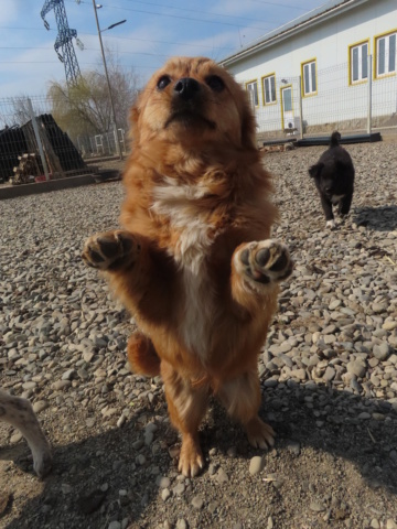 ELSA (ex SEZANE) - femelle, de petite taille à l'âge adulte - née environ en juillet 2022 - REMEMBER ME LAND - Adoptée par Maria Florencia (57) Sezane15