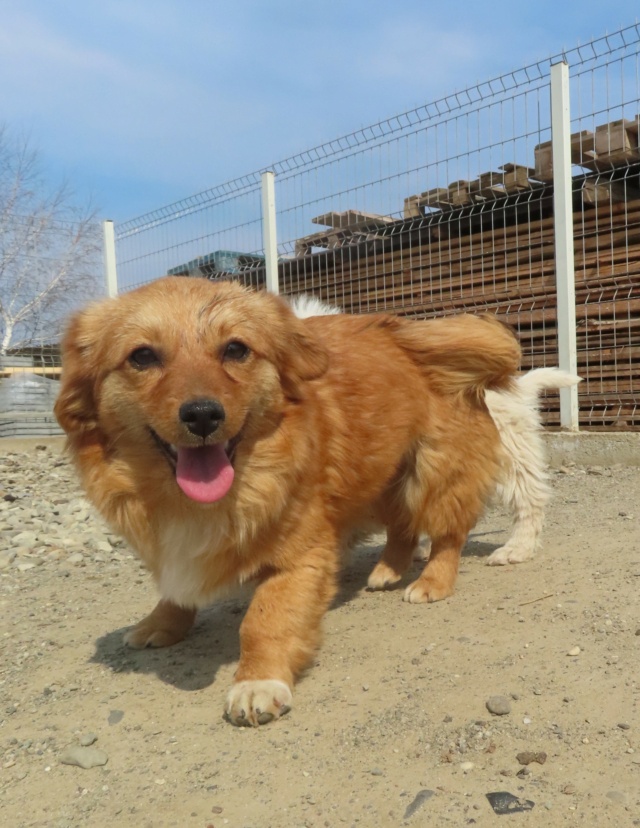 ELSA (ex SEZANE) - femelle, de petite taille à l'âge adulte - née environ en juillet 2022 - REMEMBER ME LAND - Adoptée par Maria Florencia (57) Sezane16