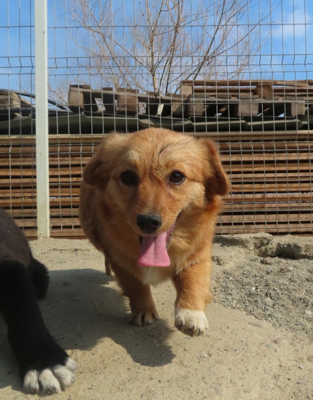 ELSA (ex SEZANE) - femelle, de petite taille à l'âge adulte - née environ en juillet 2022 - REMEMBER ME LAND - Adoptée par Maria Florencia (57) Sezane17