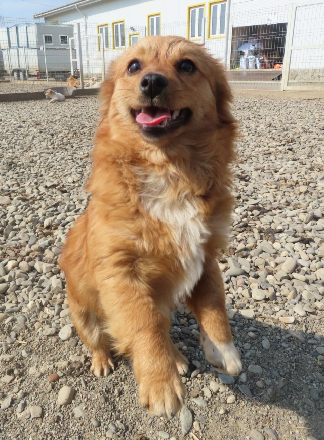 ELSA (ex SEZANE) - femelle, de petite taille à l'âge adulte - née environ en juillet 2022 - REMEMBER ME LAND - Adoptée par Maria Florencia (57) Sezane23