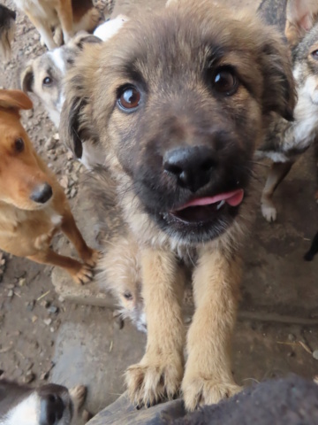 AÏDA (ex SHELBY) - chiot femelle, de taille moyenne à l'âge adulte - née environ en septembre 2023 - REMEMBER ME LAND - Adoptée par Dennis et Nadia (1700 - Suisse)  Shelby19