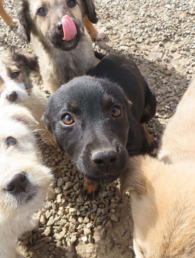 SHIN - chiot femelle, de taille moyenne à l'âge adulte - née environ en décembre 2023 - REMEMBER ME LAND / RÉSERVÉE ADOPTION PAR Lessa (69) Shin_310