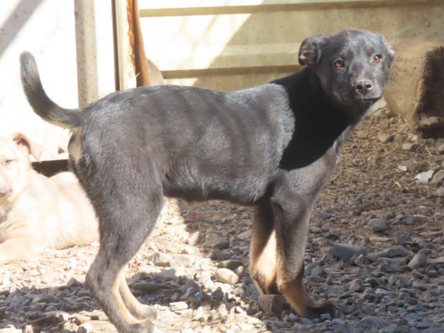 SHIN - chiot femelle, de taille moyenne à l'âge adulte - née environ en décembre 2023 - REMEMBER ME LAND / RÉSERVÉE ADOPTION PAR Lessa (69) Shin_710