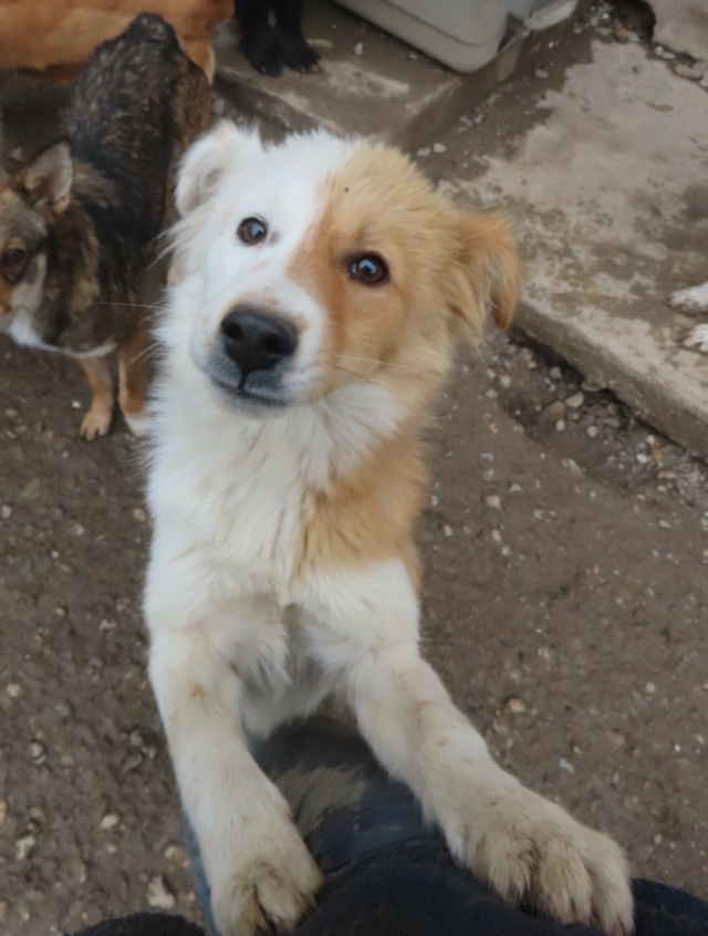 SHIRINE - chiot femelle, de taille petite à moyenne à l'âge adulte - née environ en juillet 2023 - REMEMBER ME LAND - RESERVEE ADOPTION PAR Dagmara (3090 - Belgique) Shirin32