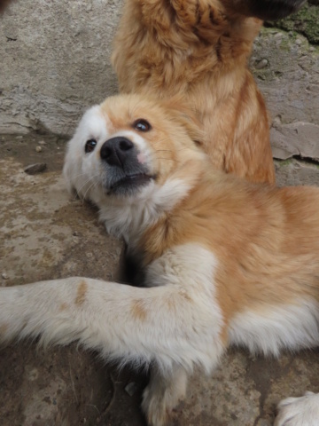 SHIRINE - chiot femelle, de taille petite à moyenne à l'âge adulte - née environ en juillet 2023 - REMEMBER ME LAND - RESERVEE ADOPTION PAR Dagmara (3090 - Belgique) Shirin39