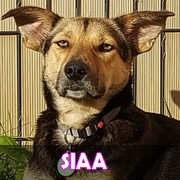 Association Remember Me France : sauver et adopter un chien roumain Siaa12