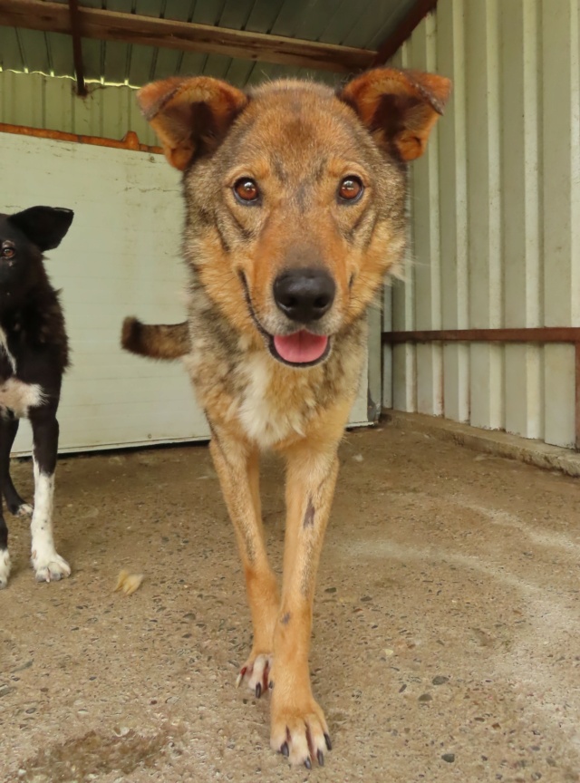 SIRIUS - SIRIUS - mâle, typé berger allemand, de taille moyenne, né environ en avril 2015 (fourrière à Bragadiru) - REMEMBER ME LAND Sirius30