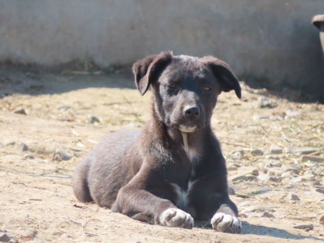 STANLEY (ex SPIDER) - mâle, de taille petite à moyenne à l'âge adulte - né environ en décembre 2022 - REMEMBER ME LAND - Adopté par Margaux et Florian (57)  Spider17