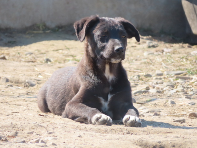 STANLEY (ex SPIDER) - mâle, de taille petite à moyenne à l'âge adulte - né environ en décembre 2022 - REMEMBER ME LAND - Adopté par Margaux et Florian (57)  Spider18