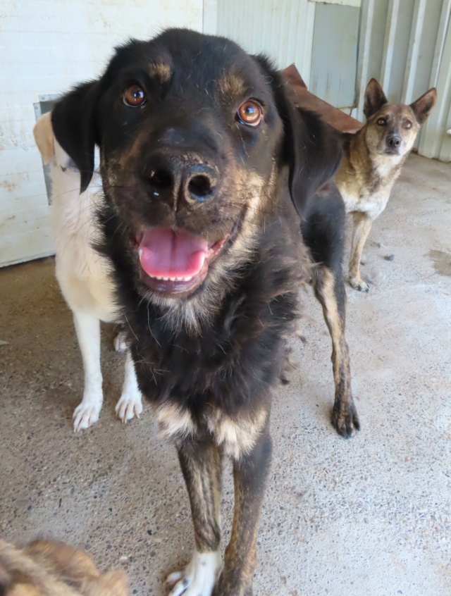 SUBARU - mâle, typé rottweiller, de grande taille, né environ en avril 2021 - REMEMBER ME LAND - Adopté par Angele (59) Subaru27