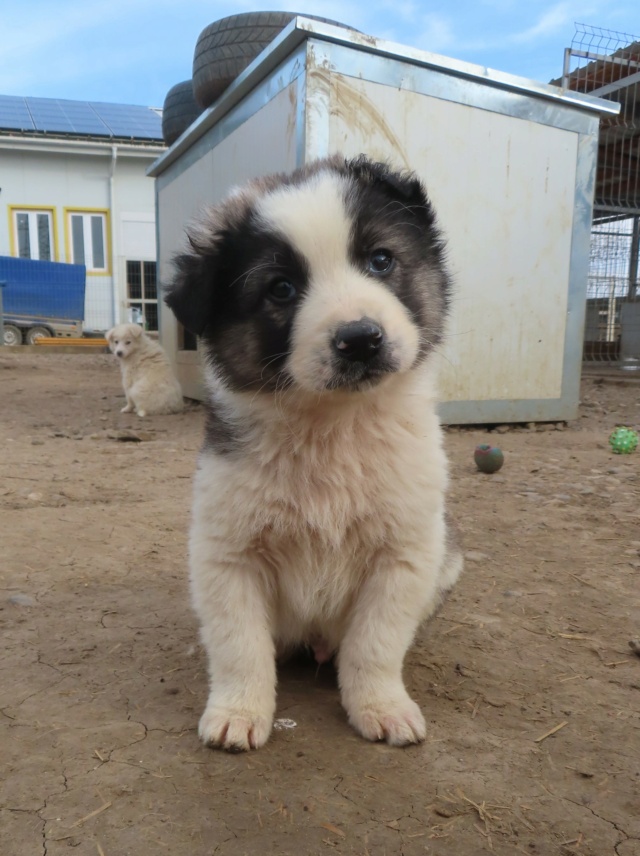 SULLY - chiot mâle, de taille moyenne à l'âge adulte - né environ en janvier 2024 - REMEMBER ME LAND - RÉSERVÉ ADOPTION PAR Thomas (95)  Sully_11