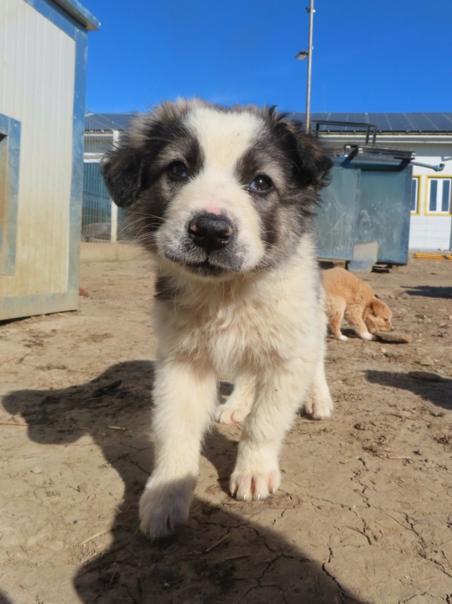 SULLY - chiot mâle, de taille moyenne à l'âge adulte - né environ en janvier 2024 - REMEMBER ME LAND - RÉSERVÉ ADOPTION PAR Thomas (95) - DECEDE Sully_21