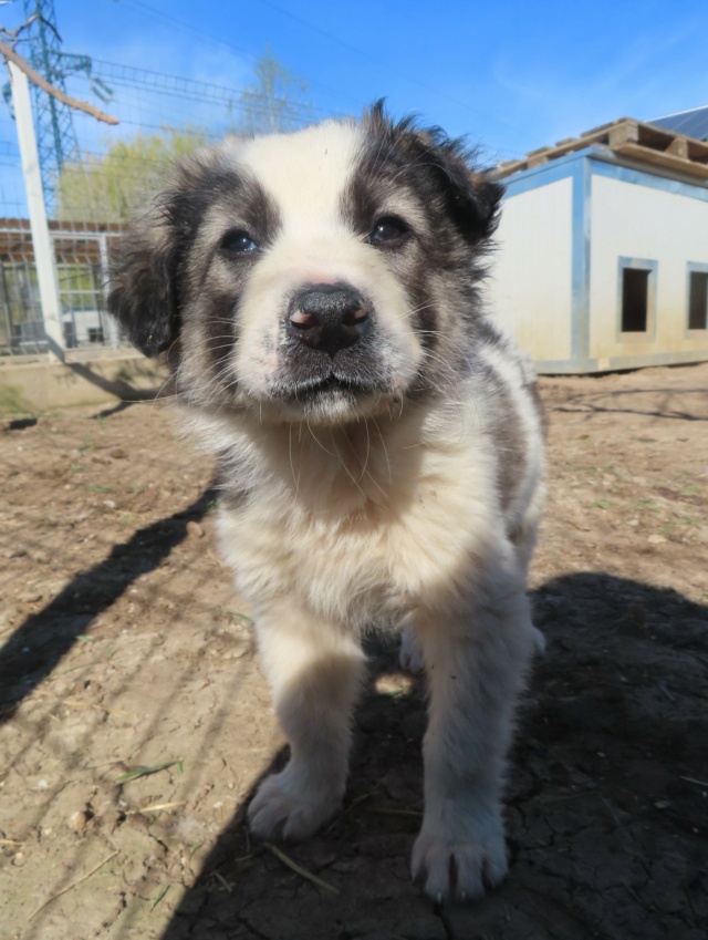 SULLY - chiot mâle, de taille moyenne à l'âge adulte - né environ en janvier 2024 - REMEMBER ME LAND - RÉSERVÉ ADOPTION PAR Thomas (95)  Sully_24