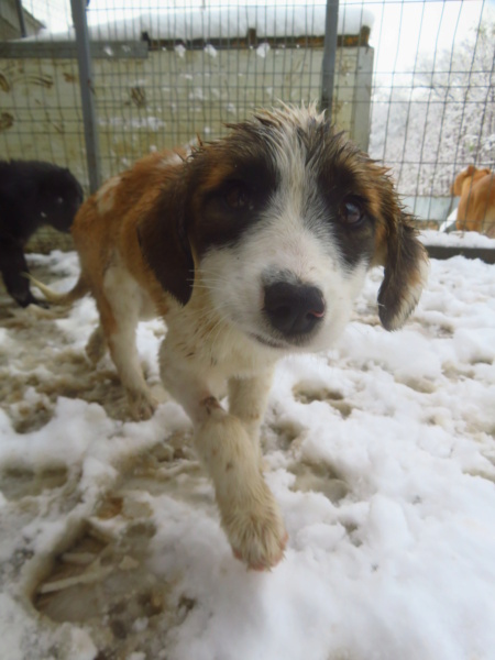 TALLINN - chiot femelle, de taille moyenne à l'âge adulte - née environ en août 2022 - REMEMBER ME LAND - Adoptée par Stéphanie (53)  Tallin10