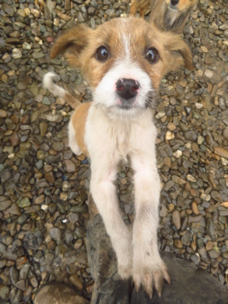 TALLULAH - chiot femelle, de taille moyenne à l'âge adulte - née environ en août 2022 - REMEMBER ME LAND - Adoptée par Dominique (4850 - Belgique)  Tallul12