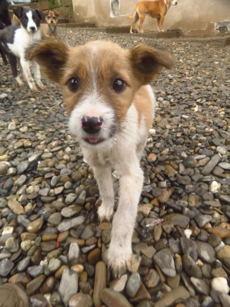 TALLULAH - chiot femelle, de taille moyenne à l'âge adulte - née environ en août 2022 - REMEMBER ME LAND - Adoptée par Dominique (4850 - Belgique)  Tallul15