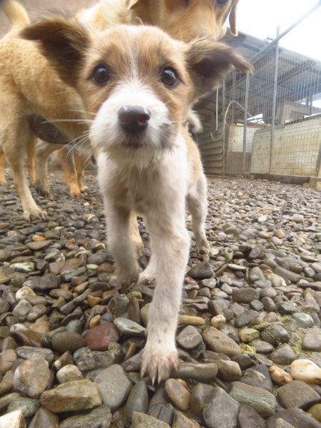 TALLULAH - chiot femelle, de taille moyenne à l'âge adulte - née environ en août 2022 - REMEMBER ME LAND - Adoptée par Dominique (4850 - Belgique)  Tallul21