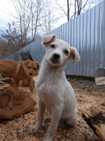 MILKA (ex TARTINE) - chiot femelle, de taille petite à moyenne à l'âge adulte - née environ en octobre 2022 - REMEMBER ME LAND - Adoptée par Sophie et Vincent (06)  Tartin12