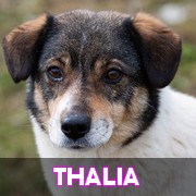 Les chiens en captivité depuis 4 ans en un clin d'oeil - MISE A JOUR MARS 2024 Thalia11