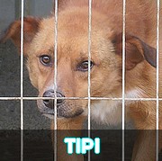 Les chiens en captivité depuis 4 ans en un clin d'oeil - MISE A JOUR MARS 2024 Tipi11