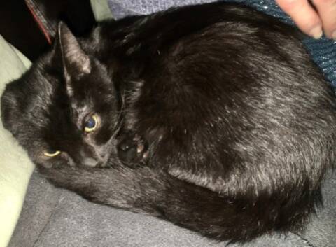 Pepper Ex Neghinita Chaton Male Ne Environ En Juillet 21 Carmina Bucarest Adopte Par Perrine Et Michael 95