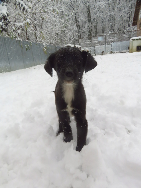 PLUME (ex TOUNETTE) - chiot femelle, de taille petite à moyenne à l'âge adulte - née environ en août 2022 - REMEMBER ME LAND - en FA chez JANINE (71) - Adoptée par Nathalie (51)  Tounet19