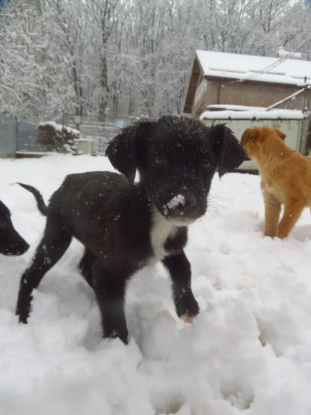 PLUME (ex TOUNETTE) - chiot femelle, de taille petite à moyenne à l'âge adulte - née environ en août 2022 - REMEMBER ME LAND - en FA chez JANINE (71) - Adoptée par Nathalie (51)  Tounet20