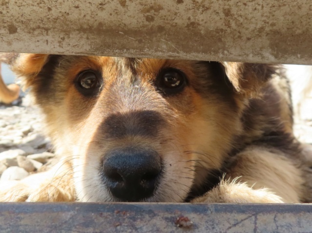 TROPICA - chiot femelle, typée mini berger allemand, de taille petite à moyenne à l'âge adulte - née environ en janvier 2024 - REMEMBER ME LAND / RESERVEE ADOPTION PAR Julien (1030 - Belgique) Tropic18